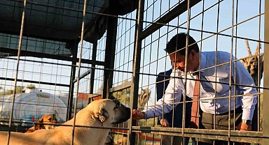 Muğla Büyükşehir 4 bin 34 can dostu sahiplendirdi