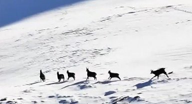Munzur'un beyaz zirvesinde şamualar görüntülendi