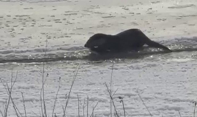Murat Nehri'nde su samurları görüntülendi