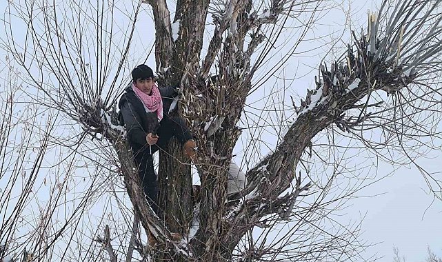 Muş'ta besicilerden alternatif yem yöntemi