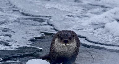 Muş'ta buz tutan Karasu Nehri'nde su samuru görüntülendi