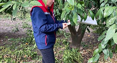 Narenciye bahçeleri kontrol edildi
