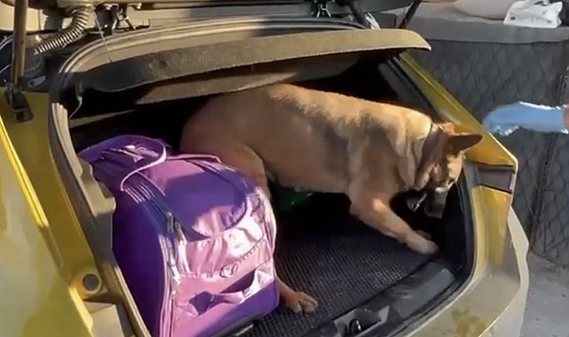 Narkotik dedektör köpeği Pera, araca saklanmış uyuşturucuyu buldu