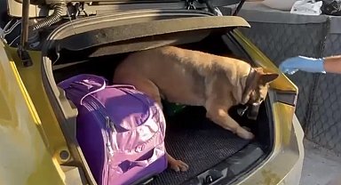 Narkotik dedektör köpeği Pera, araca saklanmış uyuşturucuyu buldu