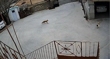 Nevşehir'de aç kalan tilki tavuklara saldırdı