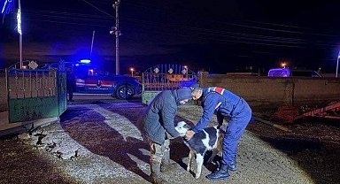 Nevşehir'de büyükbaş hayvan hırsızları jandarmadan kaçamadı