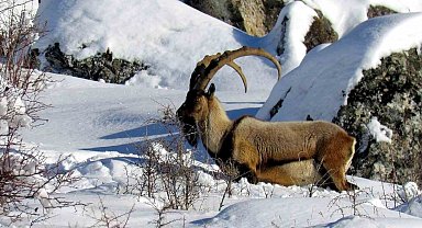 Niğde'de yaban keçisi sayısı artış gösterdi