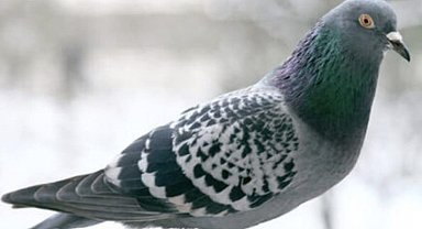 O anlar kamerada: Kasklı şüpheli damdaki kuşları çaldı