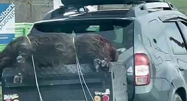 Ölü domuzu aracın arkasında taşıdılar