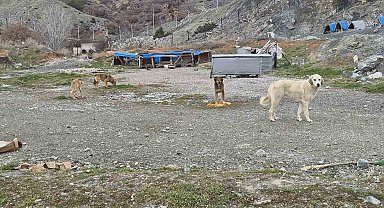 Onlarca köpek bu yuvalarda ısınıyor