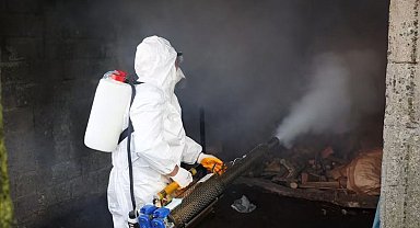 Ordu'da kahverengi kokarcaya karşı 300 binden fazla kışlak ilaçlanıyor