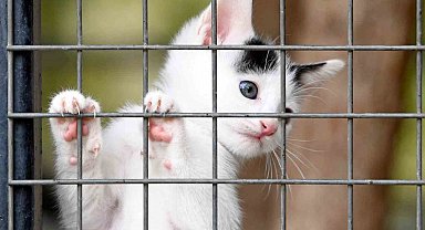 Osmangazi Belediyesi can dostların umudu oluyor