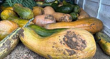 Osmangazi'de 30 kilogramlık Kıbrıs bal kabağı yetiştirildi