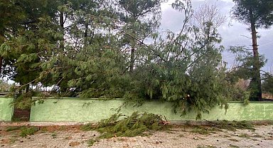 Osmaniye'de şiddetli rüzgar dev ağaçları kökünden söktü