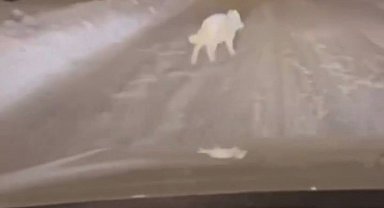 Patnos ilçe merkezinde kurt görüldü