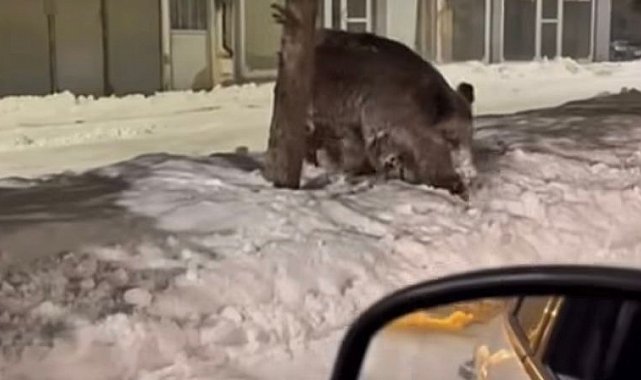 Patnos ilçe merkezinde yaban domuzu görüldü
