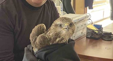 Payas'ta yaralı şahin bulundu