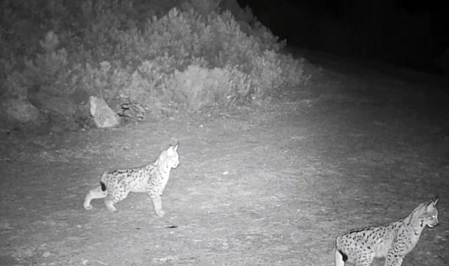 "Ormanın hayaleti" vaşak görüntülendi