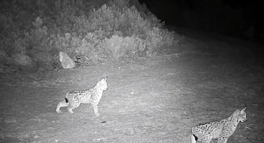 "Ormanın hayaleti" vaşak görüntülendi