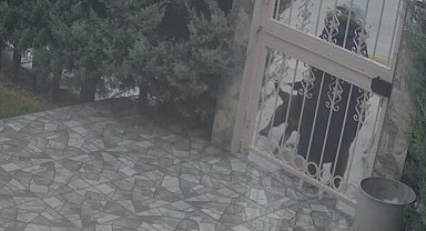 Sahipsiz köpeklerin saldırısına uğrayan kadını kurtaran Nurten Güven: "Biz olmasaydık kadının mücadelesi zor olacaktı"