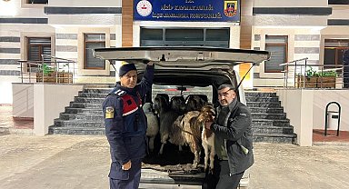 Sahte para ile hayvan alarak besiciyi dolandıran şahıslar yakalandı