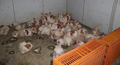 Sakarya'da tavuk çiftliğine biyogüvenlik kısıtlaması