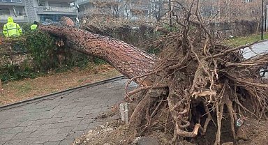 Salihli'yi fırtına vurdu, ağaçlar devrildi, çatılar uçtu