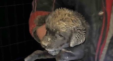 Samsun'da çukura düşen yavru köpek, zabıta ekiplerince kurtarıldı