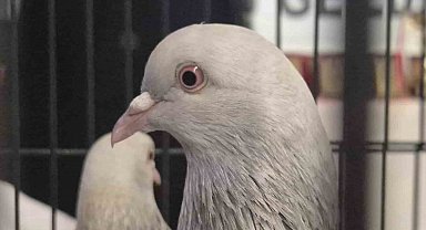 Samsun'da güvercin severler kenetlendi