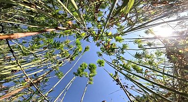 Samsun'da kenevir üretimi için son tarih uyarısı: Başvurular 1 Nisan'da bitiyor