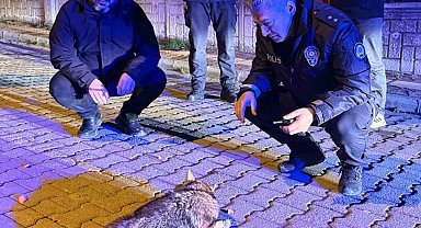 Samsun'da şehre inen çakala polis ekiplerinden şefkat eli