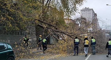 Samsun'da şiddetli rüzgar ağaçları devirdi