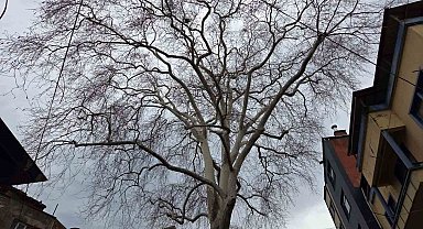 Samsun'un koruma altındaki 11 çınarından biri 160 yıldır dimdik ayakta