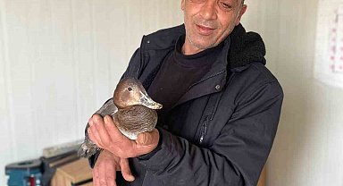 Şantiyede yaralı halde bulduğu ördeğe çocuğu gibi baktı