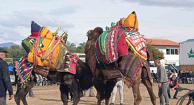 Şap hastalığı deve güreş gösterilerine de sekte vurdu
