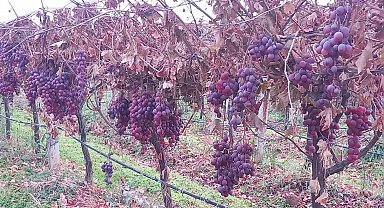 Sarıgöl'de 2025 yılı üzümleri dalında bekletip 2026'nın ilk günü hediye etti