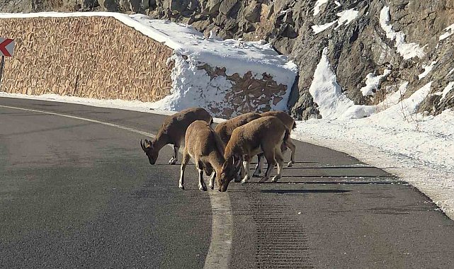 Sarp kayaların efendileri dağ keçileri Vauk Dağı eteklerinde otlanırken görüldü