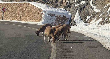 Sarp kayaların efendileri dağ keçileri Vauk Dağı eteklerinde otlanırken görüldü