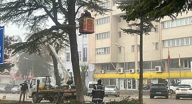 Şehir merkezinde riskli ağaçlara sepetli araçlı müdahale