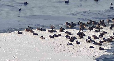 Sibirya soğukları yaban hayatını vurdu