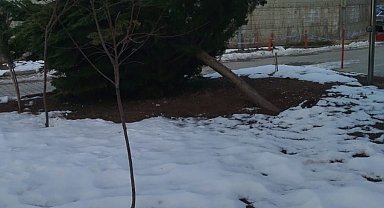 Şiddetli rüzgar hastane bahçesindeki çam ağacını devirdi