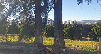 Şiddetli rüzgarda kırılan ağaç yola devrildi