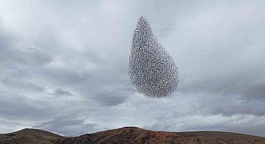 Sığırcık kuşlarından görsel şölen