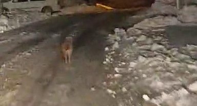 Sincik'te kurt köy merkezine indi