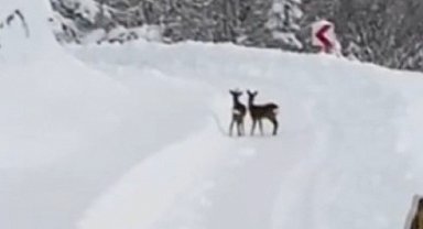 Sinop İl Özel İdaresi ekipleri, karın tadını çıkaran karacalarla karşılaştı