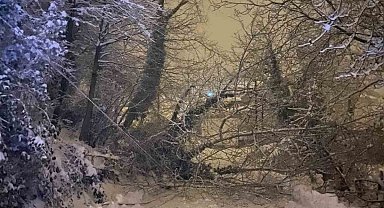 Sinop'ta ağaç devrildi