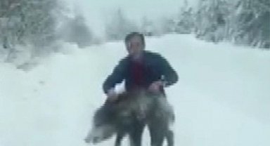 Sinop'ta bir vatandaş yaban domuzu sürüsüne dalıp eliyle yakaladı