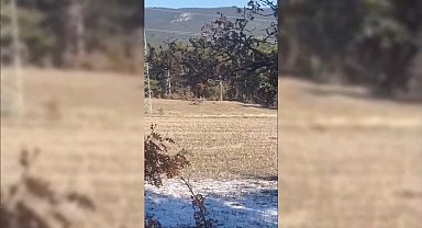 Sinop'ta yaban hayatı objektiflere yansıdı