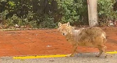 Sinop'un 'gurme' çakalı: Leblebiyi beğenmedi, fındığa koştu
