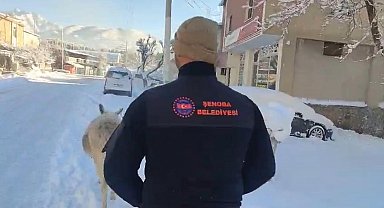 Şırnak'ta sokak hayvanları barınaklara toplandı